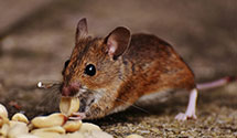 24 Hour & Emergency Exterminators in McKnightstown, PA